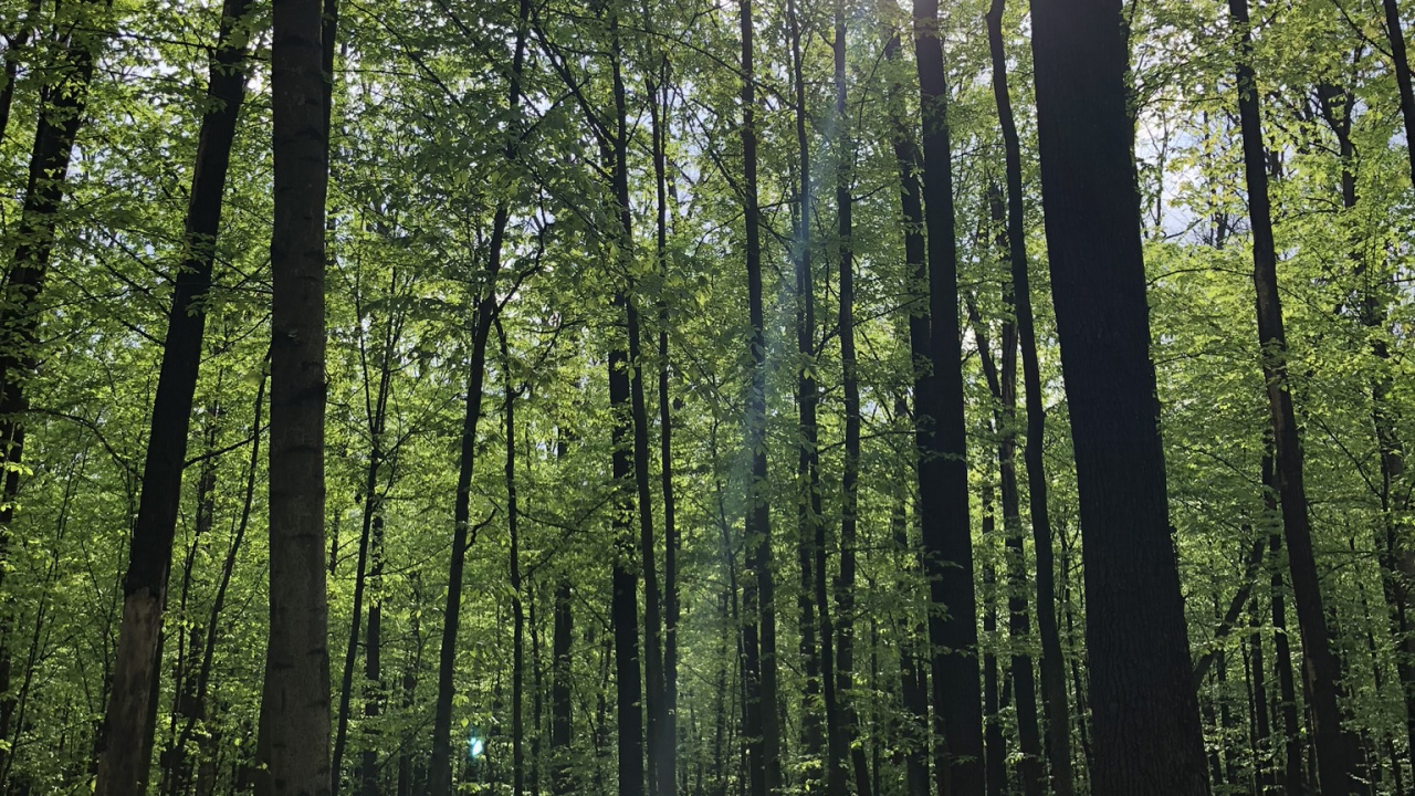 Bosque, Naturaleza, la Vegetación, Entorno Natural, Paisaje Natural. Wallpaper in 1280x720 Resolution