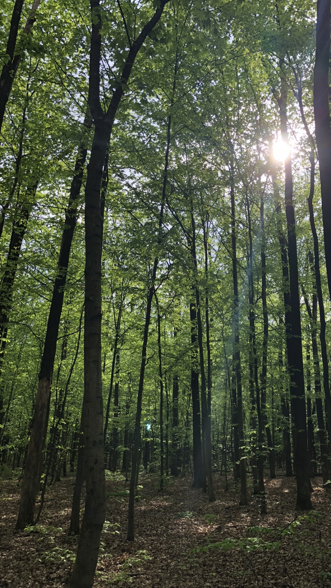 林地, 性质, 植被, 自然环境, 自然景观 壁纸 1080x1920 允许