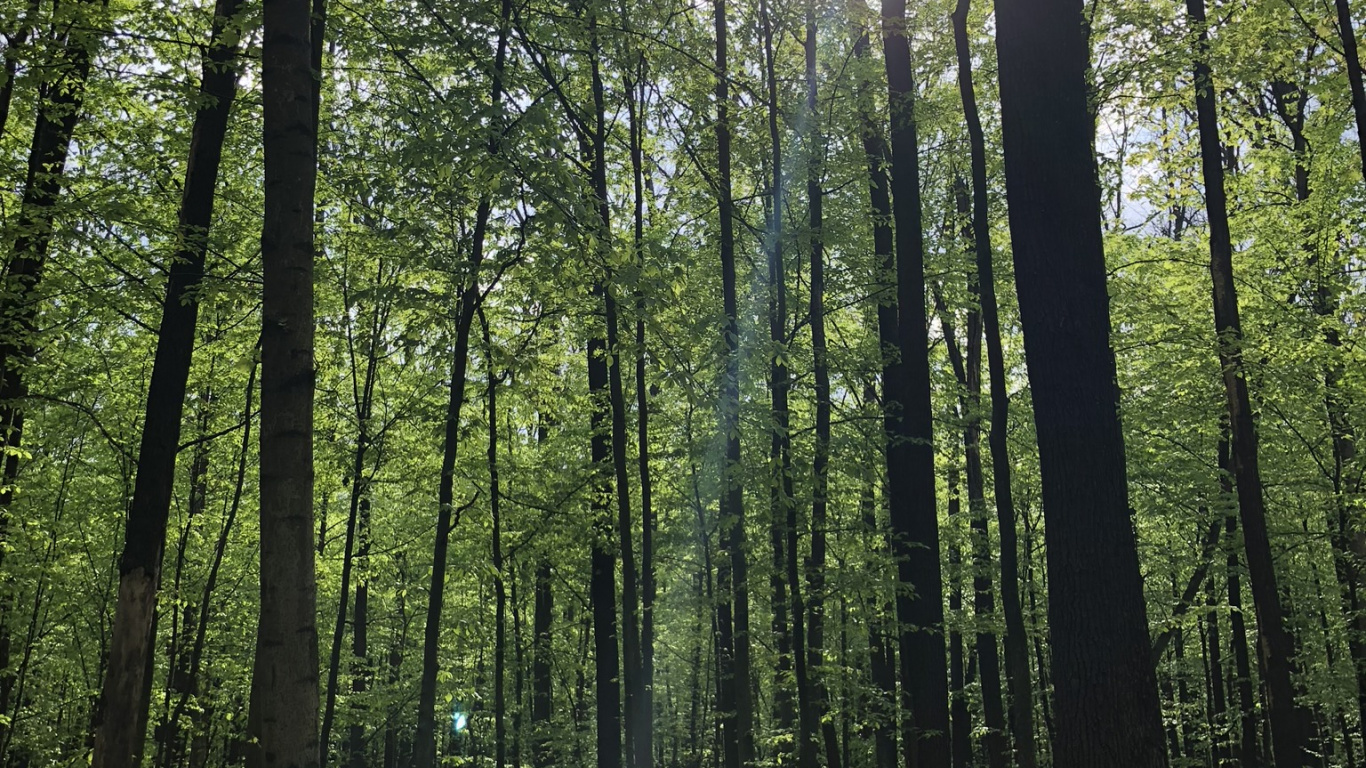 林地, 性质, 植被, 自然环境, 自然景观 壁纸 1366x768 允许