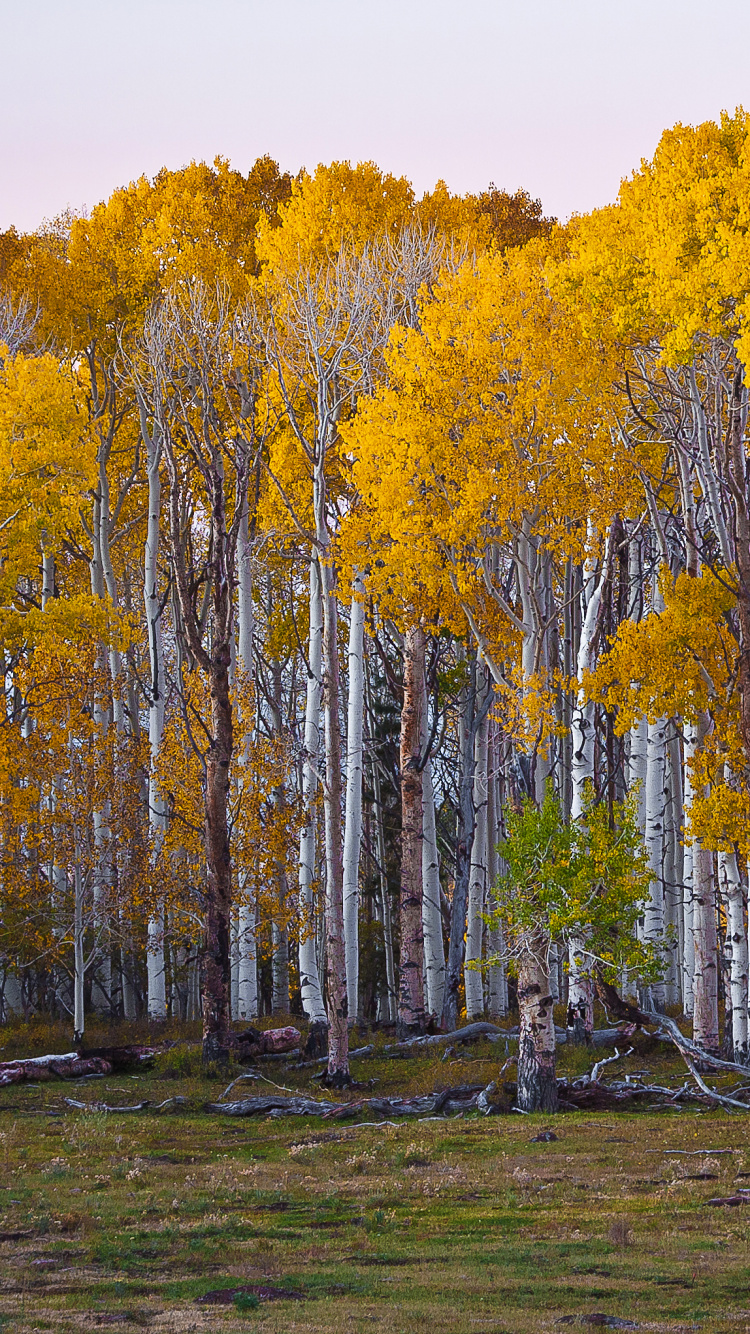 Arbres Bruns Sur Terrain D'herbe Verte Pendant la Journée. Wallpaper in 750x1334 Resolution
