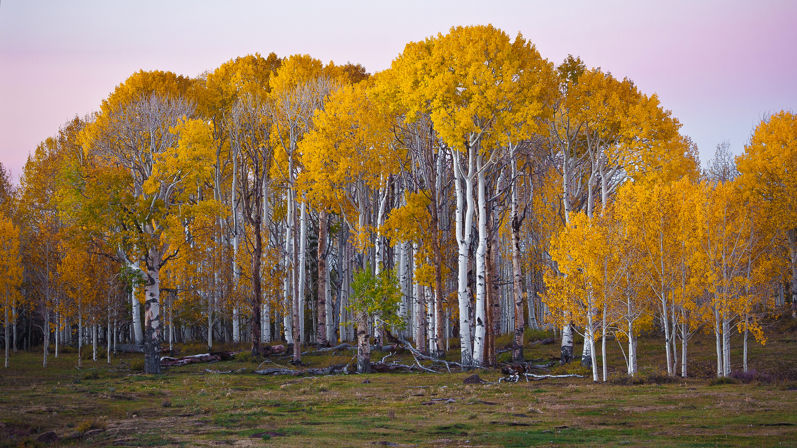 Braune Bäume Auf Grünem Grasfeld Tagsüber. Wallpaper in 2560x1440 Resolution