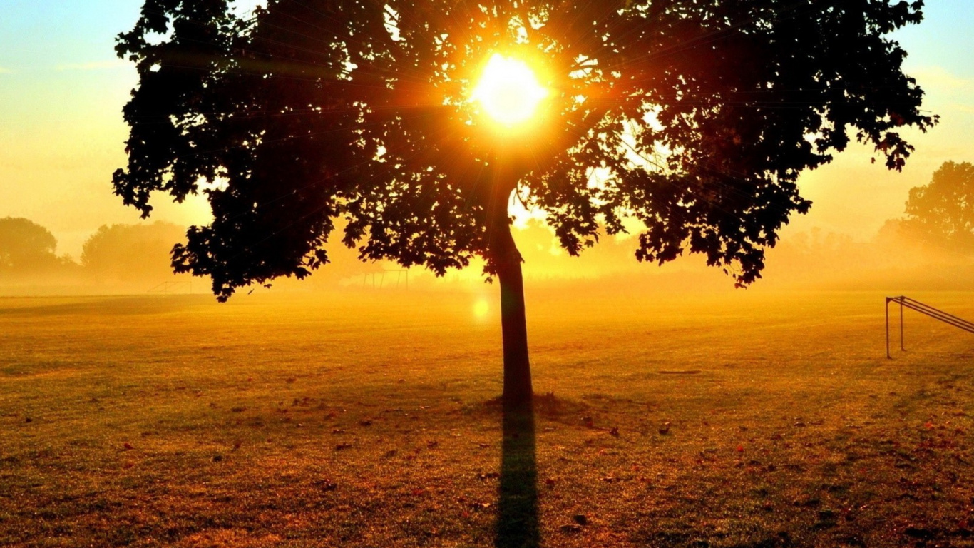 Green Tree on Green Grass Field During Sunset. Wallpaper in 1366x768 Resolution