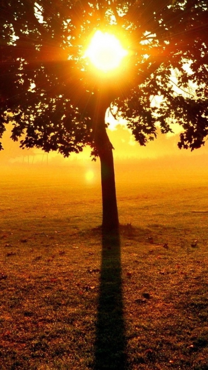 Arbre Vert Sur Terrain D'herbe Verte Pendant le Coucher du Soleil. Wallpaper in 720x1280 Resolution