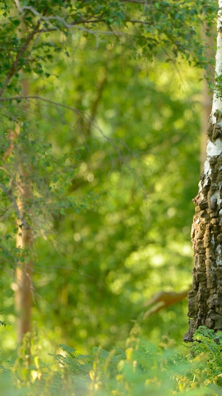 Green Trees and Plants During Daytime. Wallpaper in 720x1280 Resolution
