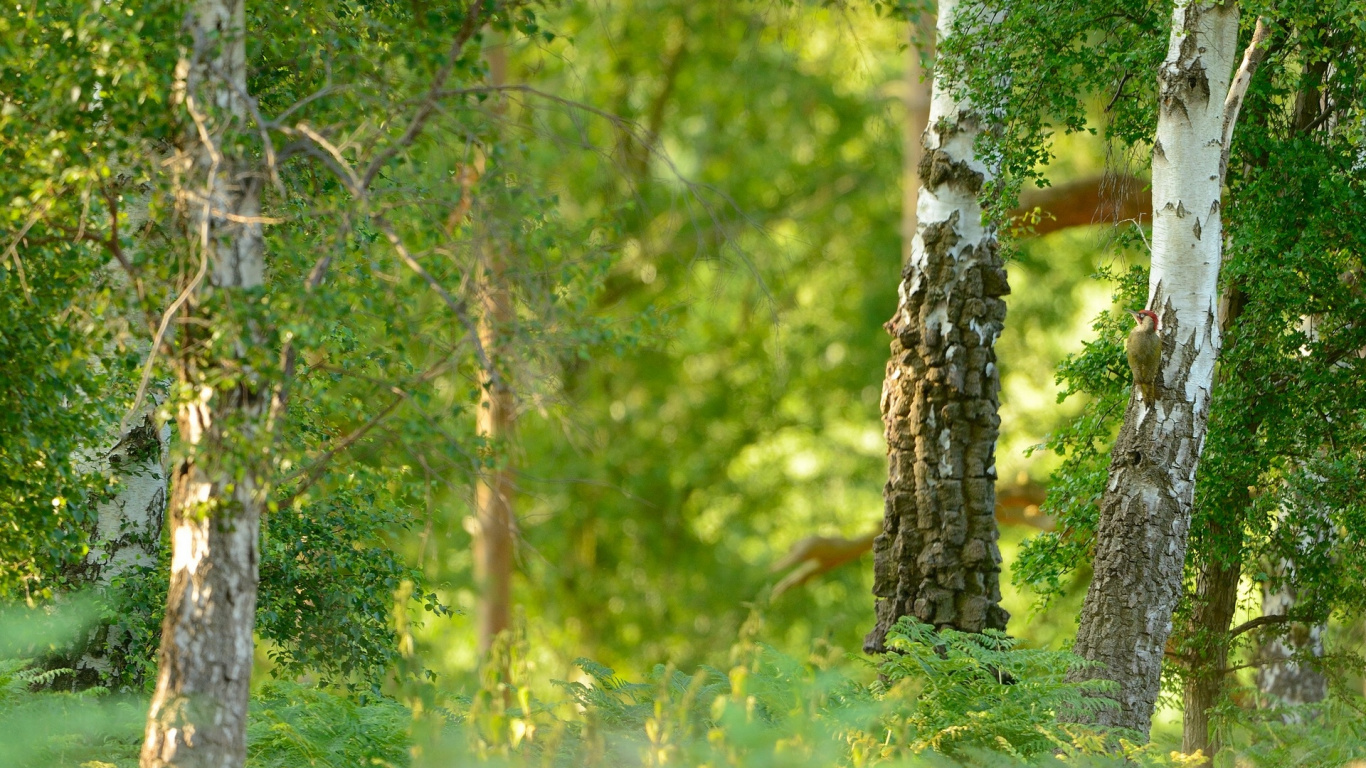 Birch, 性质, 森林, 林地, 木本植物 壁纸 1366x768 允许