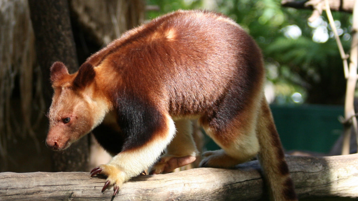 Animal Marron et Noir Sur Une Branche D'arbre Marron. Wallpaper in 1366x768 Resolution