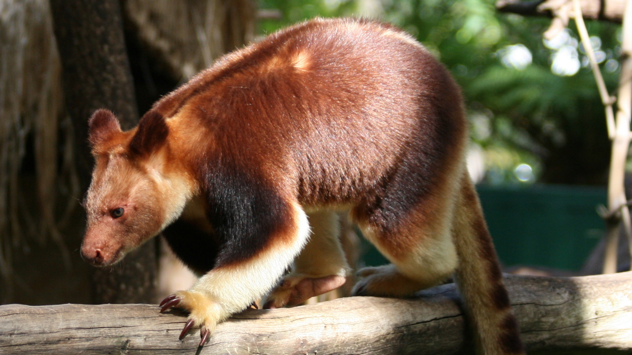 Brown and Black Animal on Brown Tree Branch. Wallpaper in 1280x720 Resolution