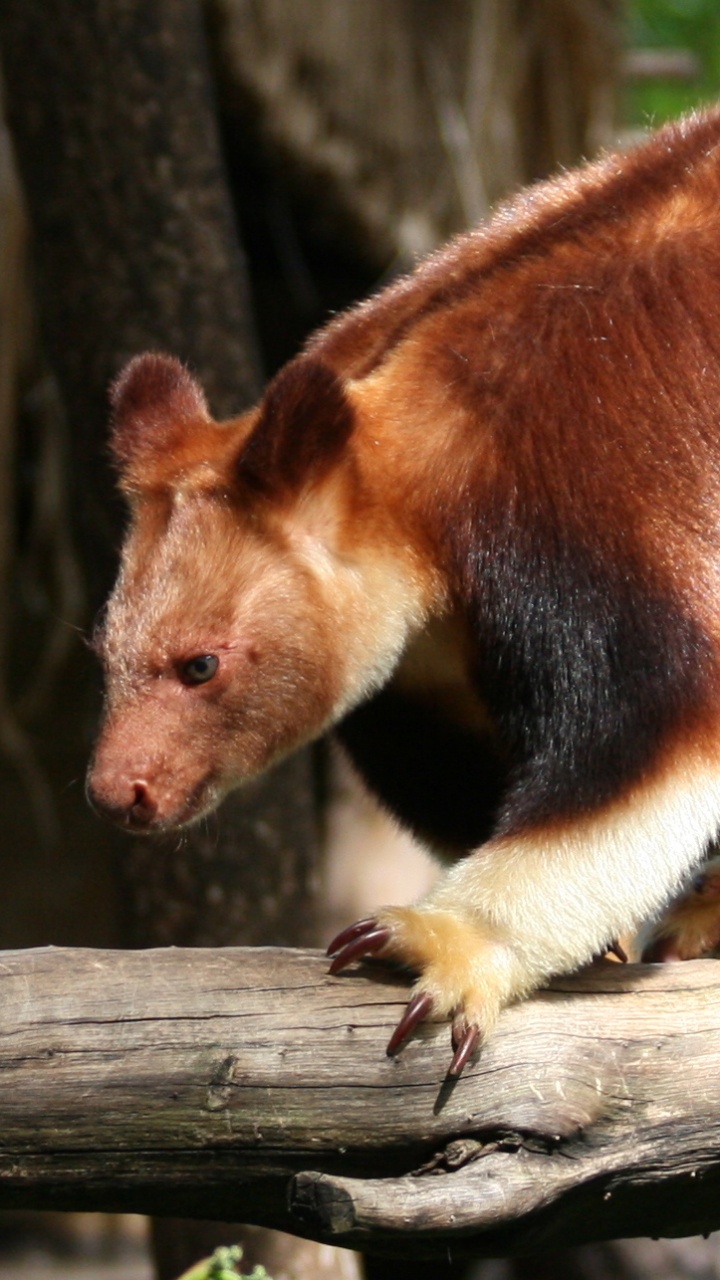 Braunes Und Schwarzes Tier Auf Braunem Ast. Wallpaper in 720x1280 Resolution