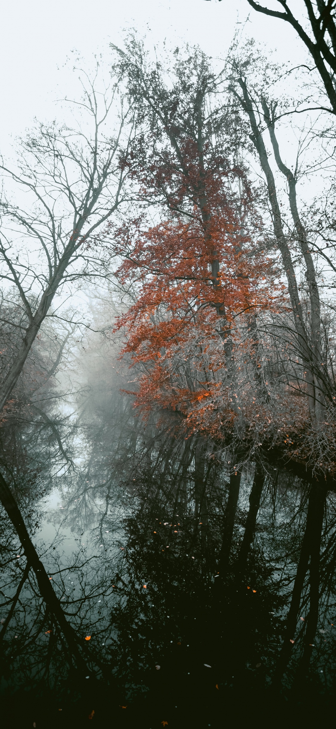 Woody Pflanze, Branch, Baum, Natur, Naturlandschaft. Wallpaper in 1125x2436 Resolution