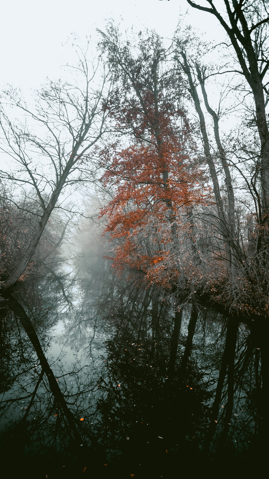 Planta Leñosa, Sucursal, Naturaleza, Paisaje Natural, Agua. Wallpaper in 1080x1920 Resolution