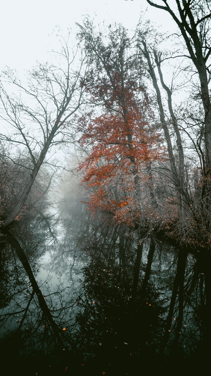 Planta Leñosa, Sucursal, Naturaleza, Paisaje Natural, Agua. Wallpaper in 720x1280 Resolution