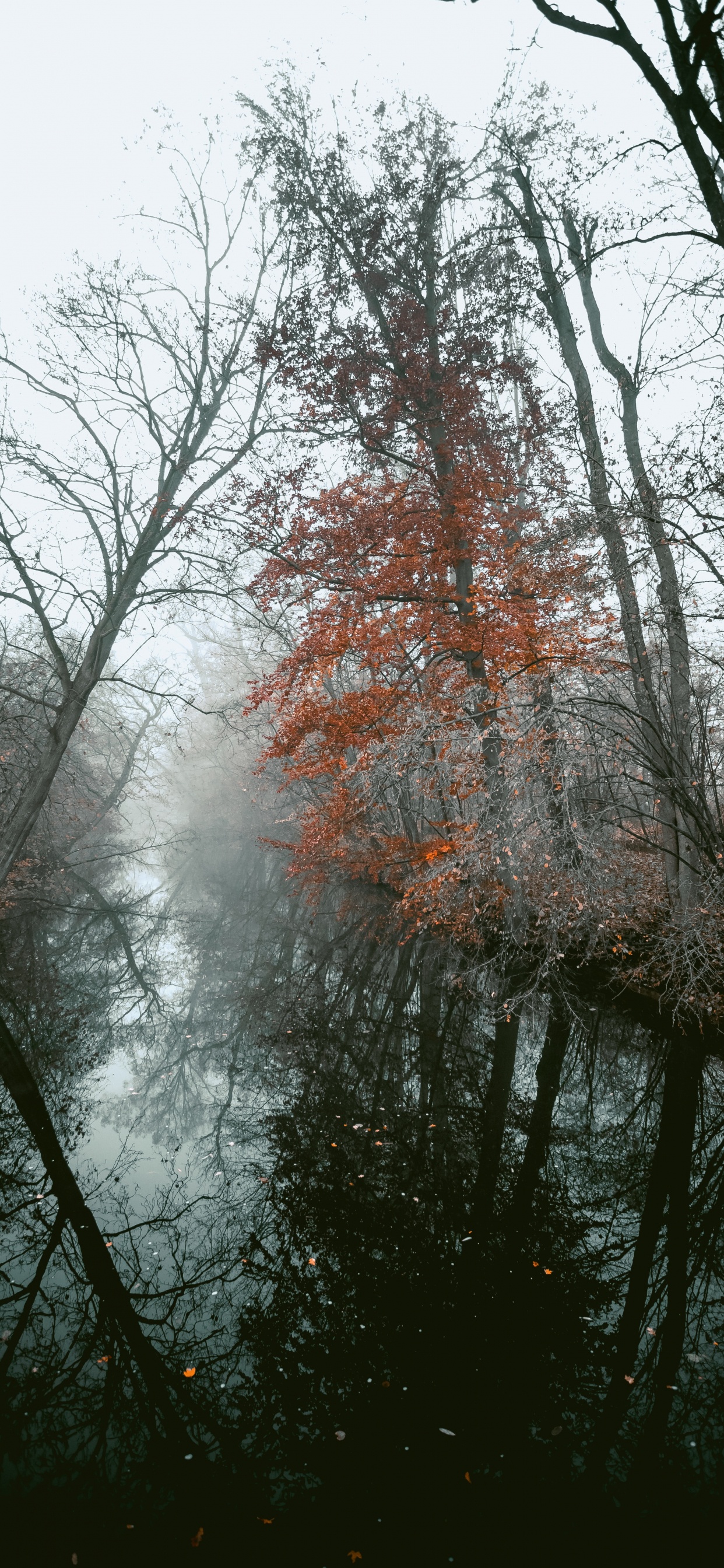 Woody Plant, Branch, Tree, Nature, Natural Landscape. Wallpaper in 1242x2688 Resolution