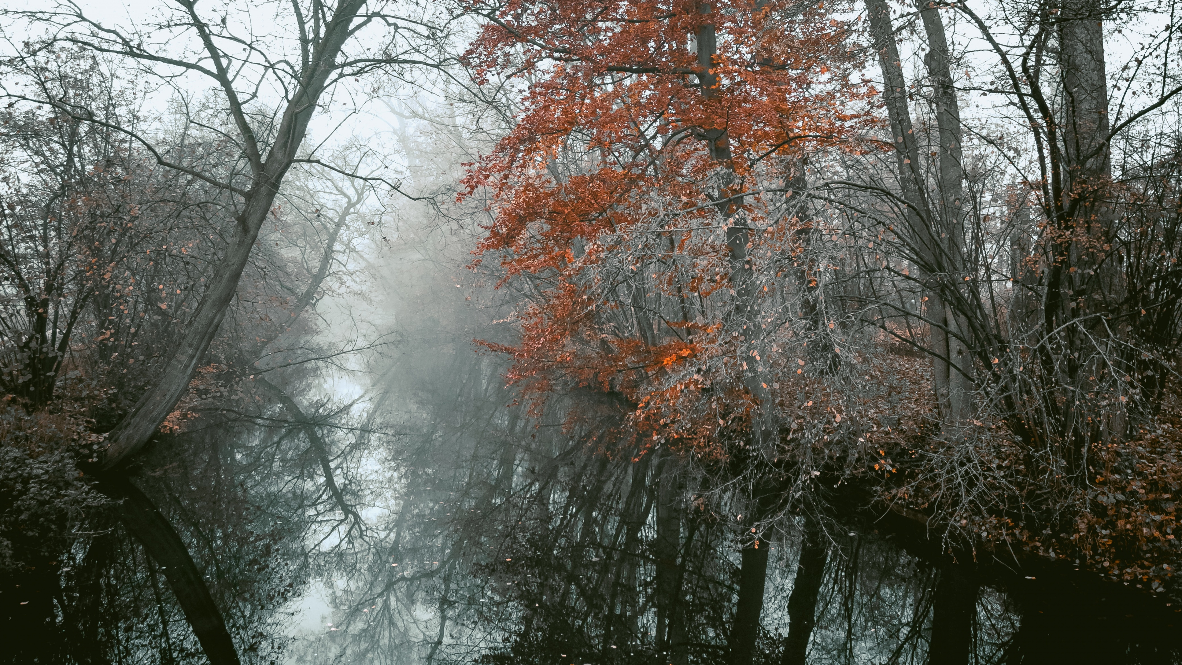 Woody Plant, Branch, Tree, Nature, Natural Landscape. Wallpaper in 3840x2160 Resolution