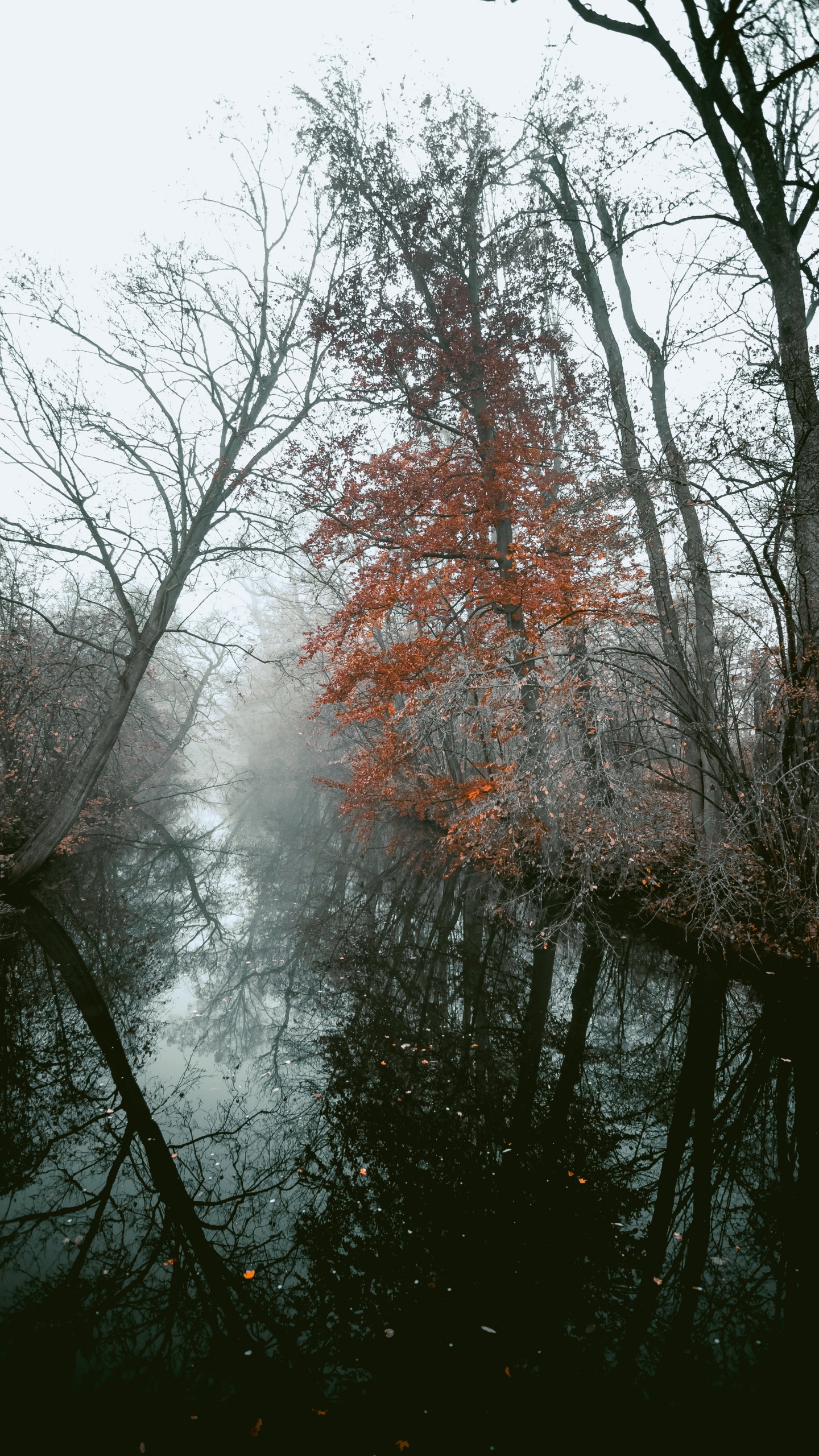 Plantes Ligneuses, Nature, Paysage Naturel, Eau, Environnement Naturel. Wallpaper in 1440x2560 Resolution