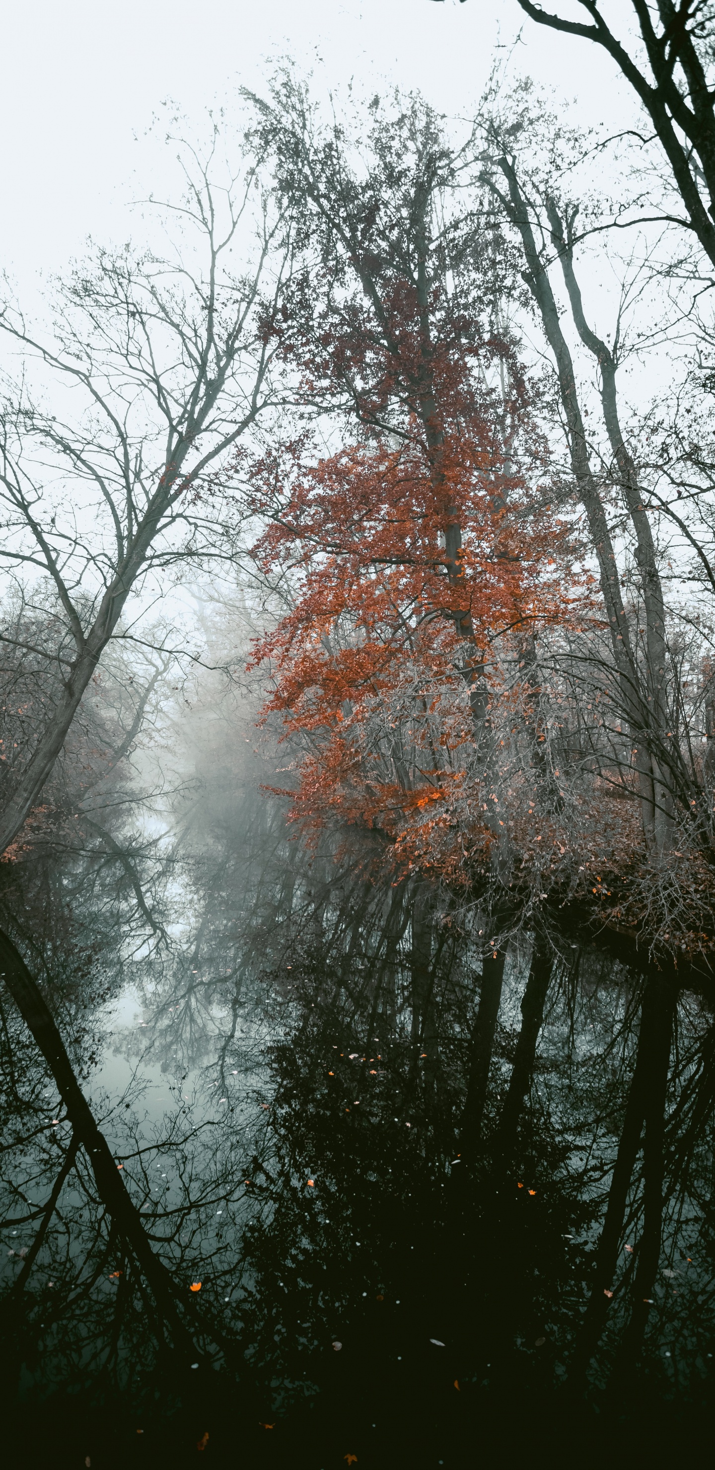 Plantes Ligneuses, Nature, Paysage Naturel, Eau, Environnement Naturel. Wallpaper in 1440x2960 Resolution