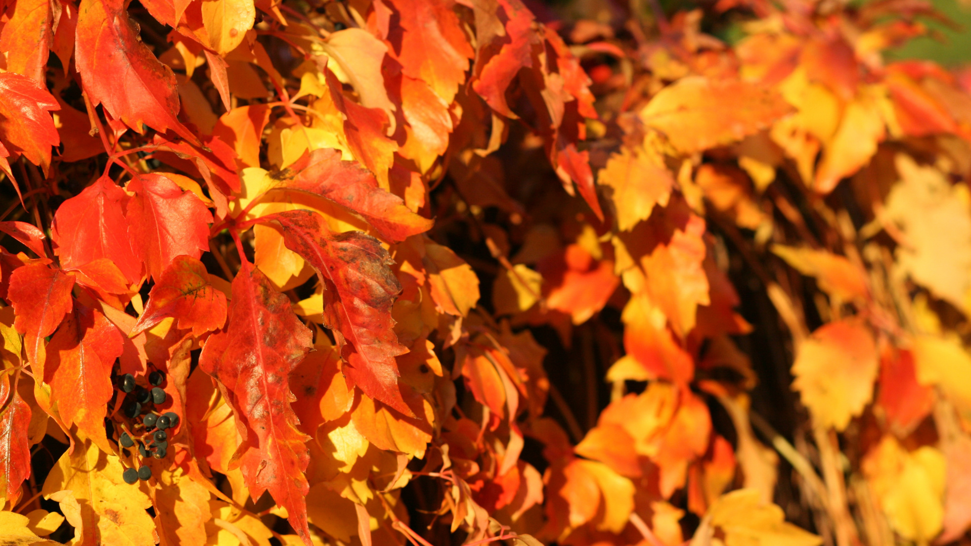 Autumn, Canon Eos 400d, Cannon, Brown, Nature. Wallpaper in 1920x1080 Resolution
