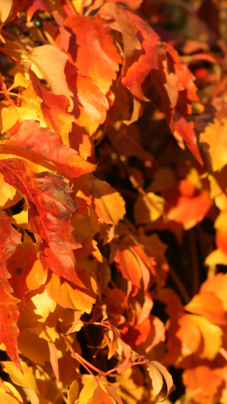 Autumn, Canon Eos 400d, Cannon, Brown, Nature. Wallpaper in 750x1334 Resolution