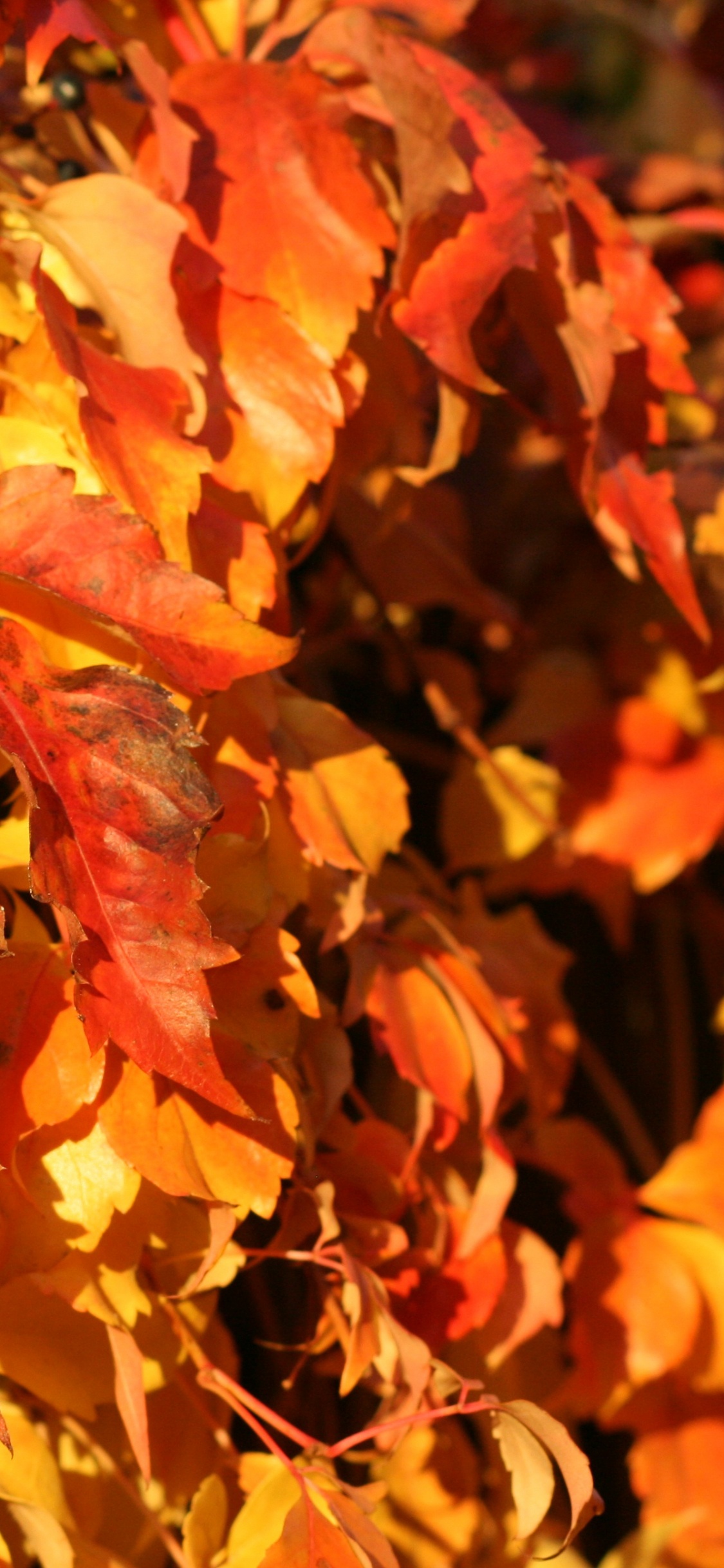 Canon 400d, Canon, Brown, Nature, Feuille. Wallpaper in 1125x2436 Resolution