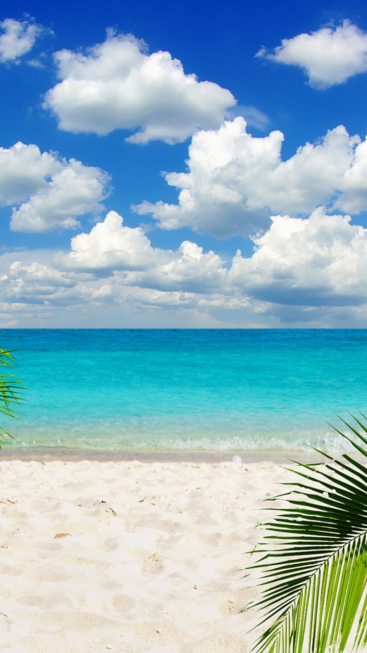 Green Palm Tree on White Sand Beach During Daytime. Wallpaper in 720x1280 Resolution