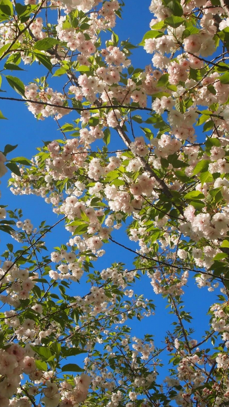 Fleur Blanche et Brune Sous Ciel Bleu Pendant la Journée. Wallpaper in 750x1334 Resolution