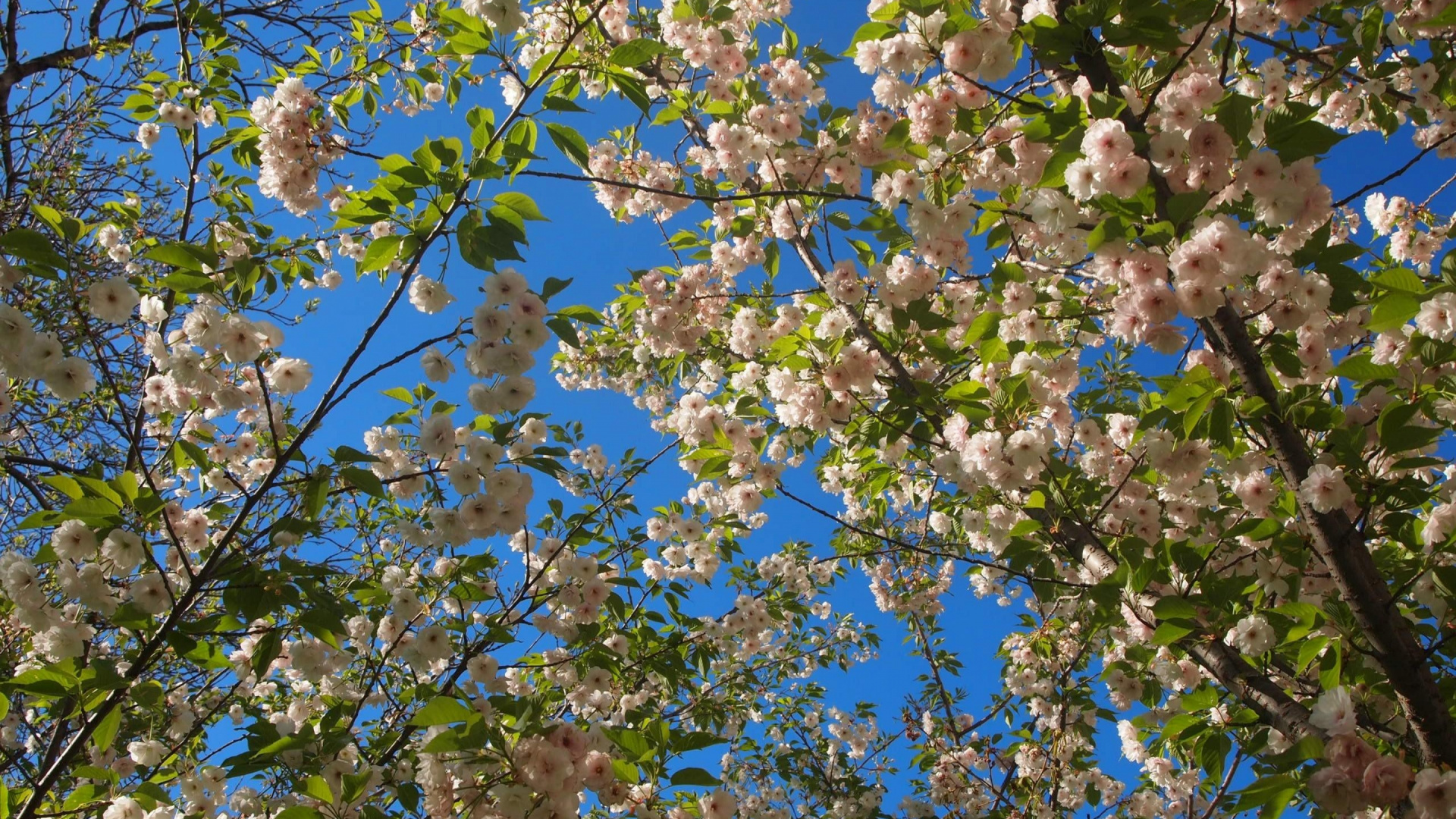 Weiße Und Braune Blume Unter Blauem Himmel Tagsüber. Wallpaper in 1920x1080 Resolution