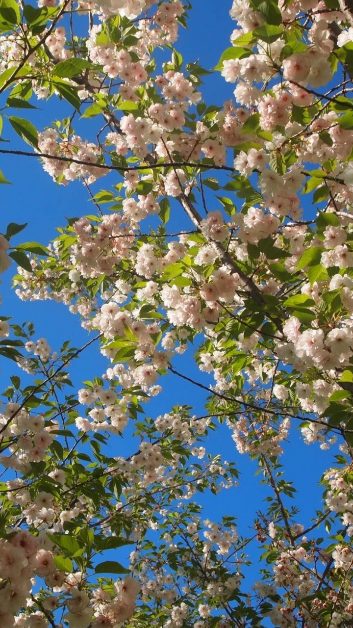 开花, 树枝, 弹簧, 菌群, 绽放 壁纸 720x1280 允许