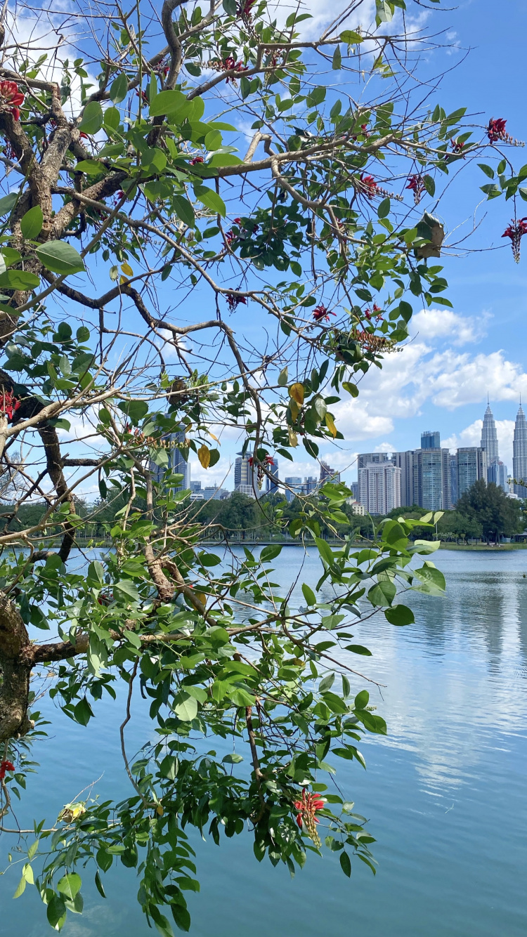Agua, Planta, Ciencia, Biología, Sucursal. Wallpaper in 750x1334 Resolution