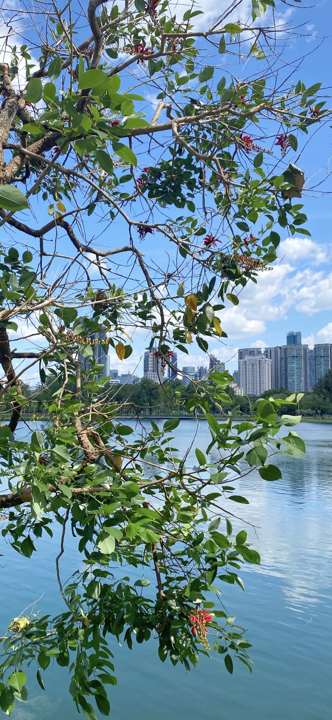 科学, 生物学, 反射, 银行, 树枝 壁纸 1125x2436 允许