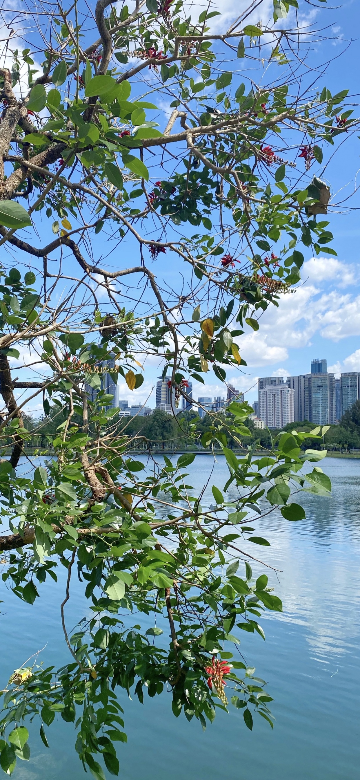 科学, 生物学, 反射, 银行, 树枝 壁纸 1242x2688 允许