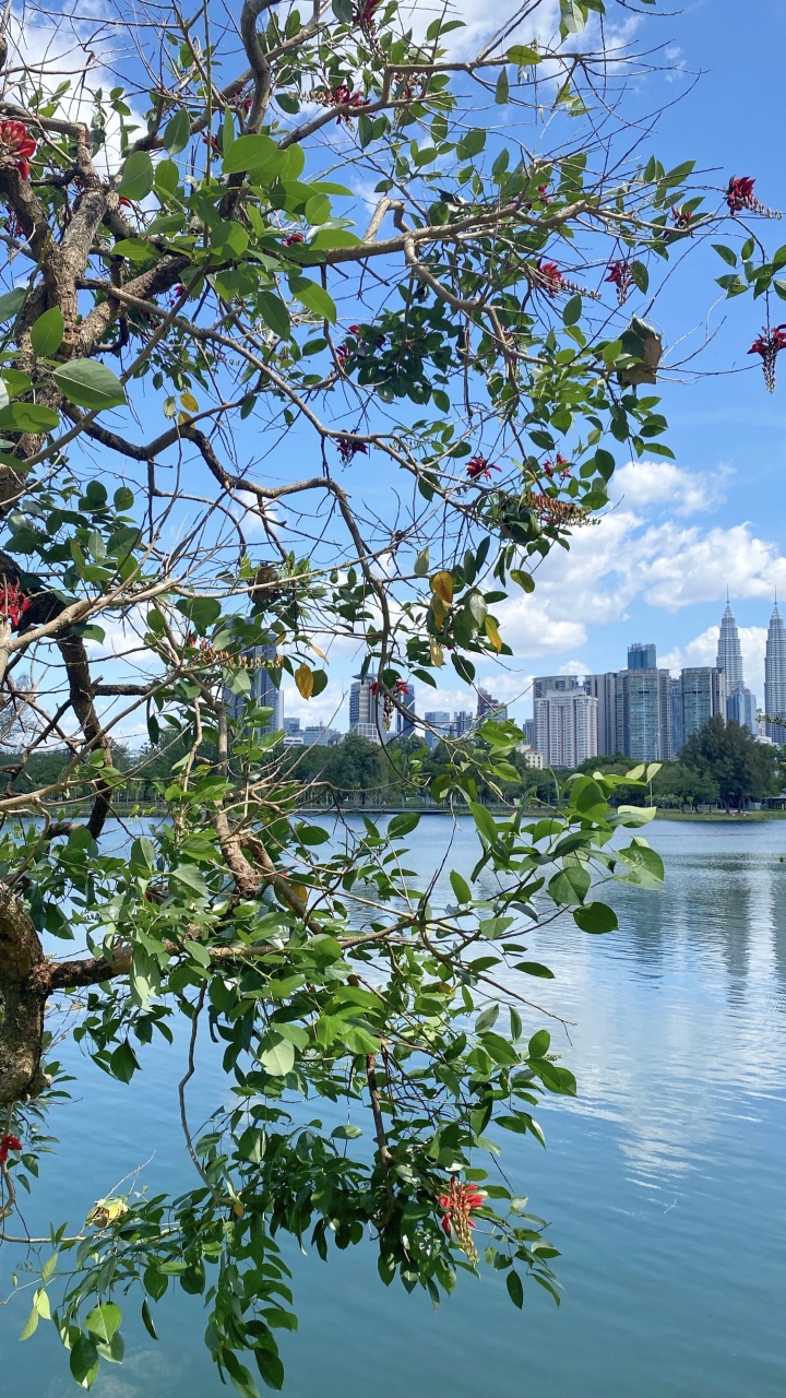 科学, 生物学, 反射, 银行, 树枝 壁纸 720x1280 允许