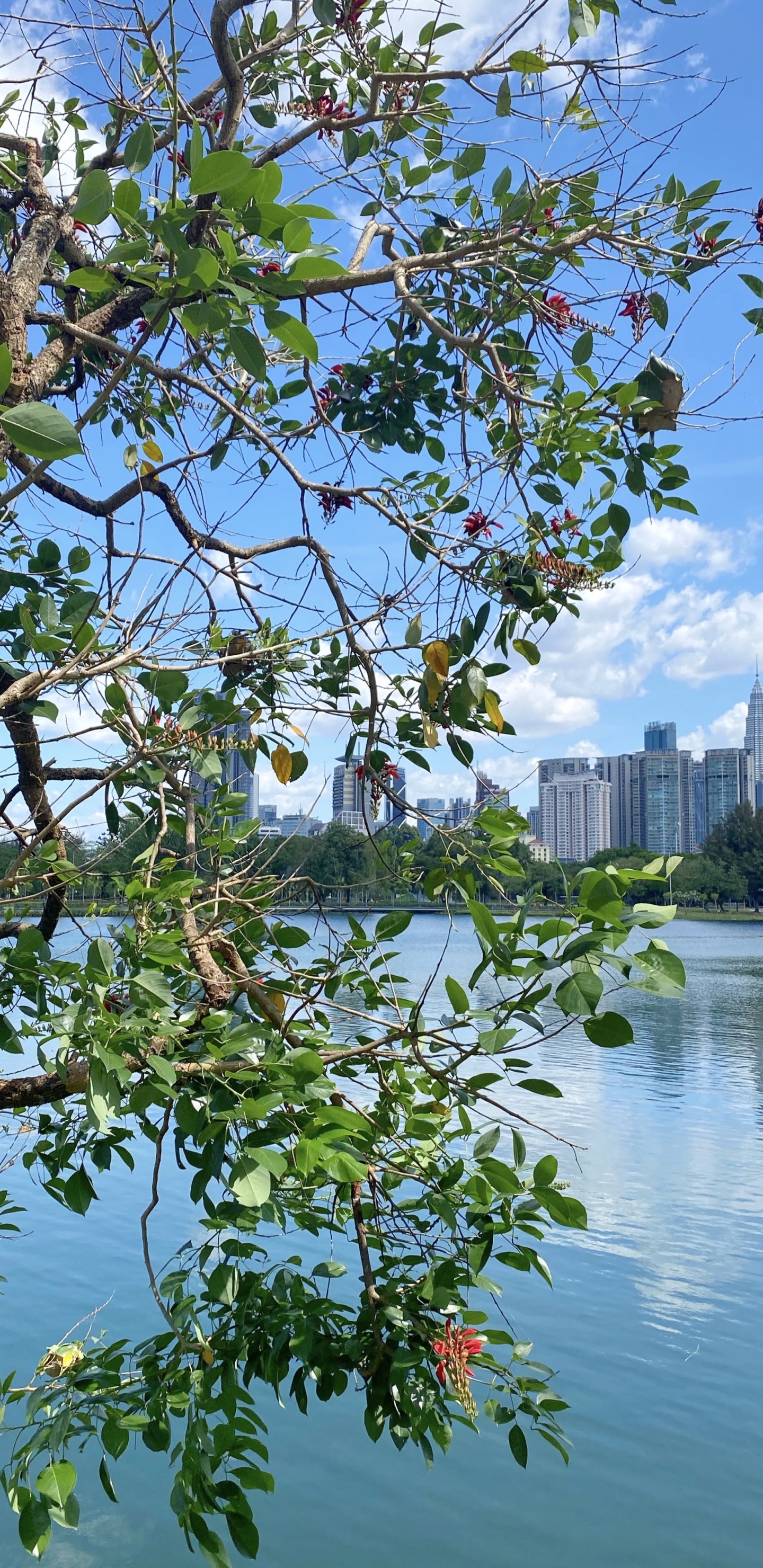 Water, Leaf, Plants, Science, Biology. Wallpaper in 1440x2960 Resolution