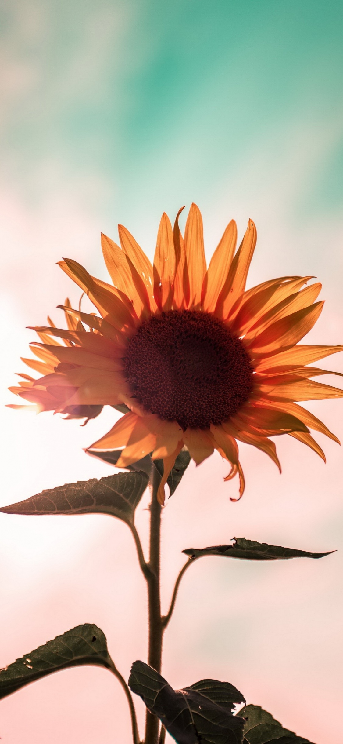 Botanik, Blütenblatt, Sonnenblume, Kochen, Einjährige Pflanze. Wallpaper in 1125x2436 Resolution