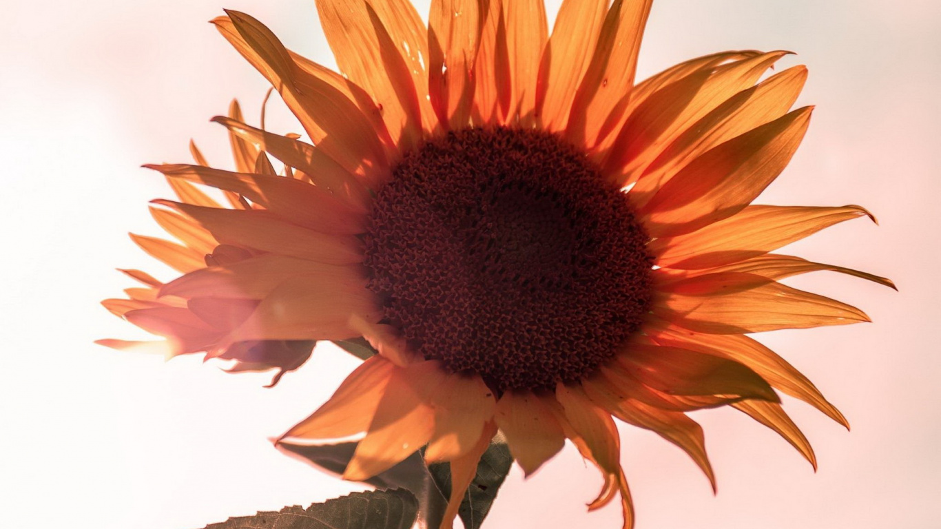 la Botánica, Pétalo, Girasol, Cocina, Planta Anual. Wallpaper in 1366x768 Resolution