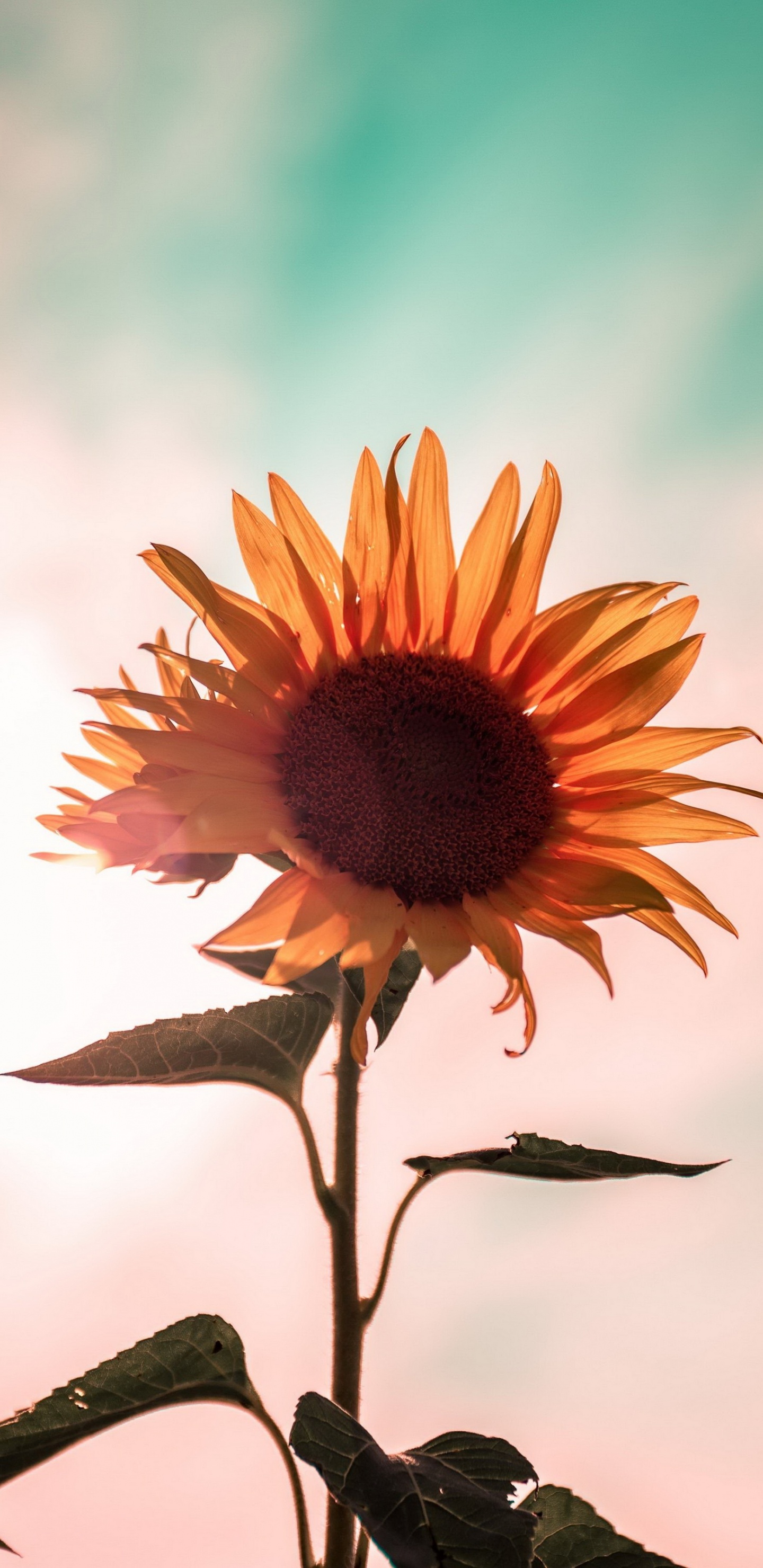 la Botánica, Pétalo, Girasol, Cocina, Planta Anual. Wallpaper in 1440x2960 Resolution