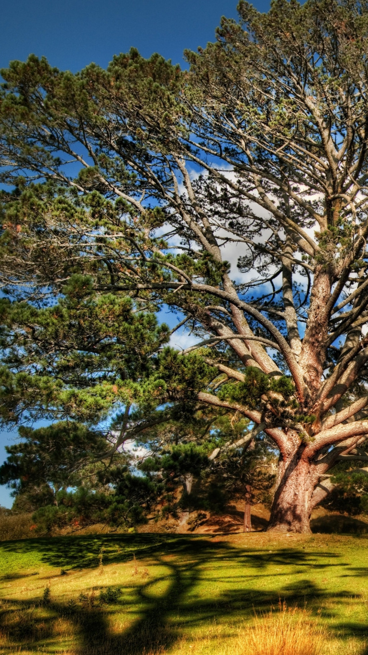 Grüner Baum Auf Grüner Wiese Unter Blauem Himmel Tagsüber. Wallpaper in 750x1334 Resolution