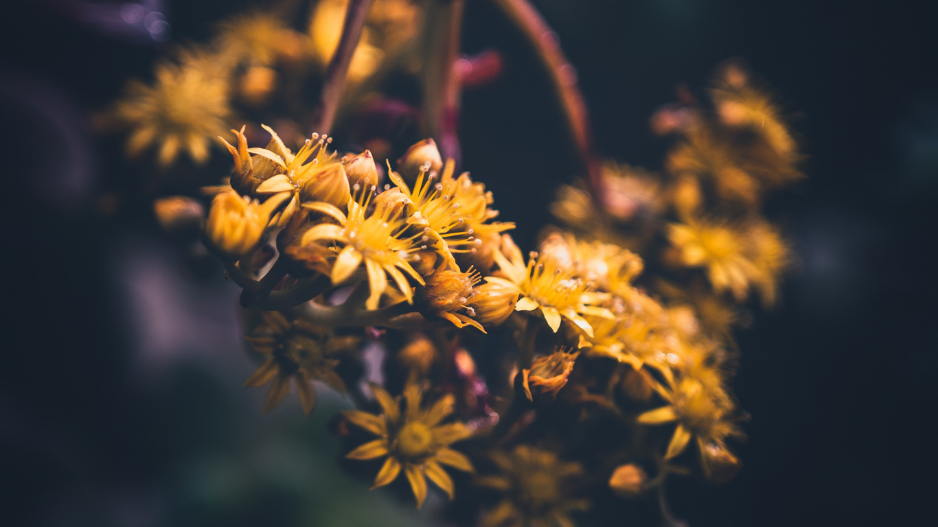 Fleur Jaune Dans L'objectif à Basculement. Wallpaper in 1366x768 Resolution