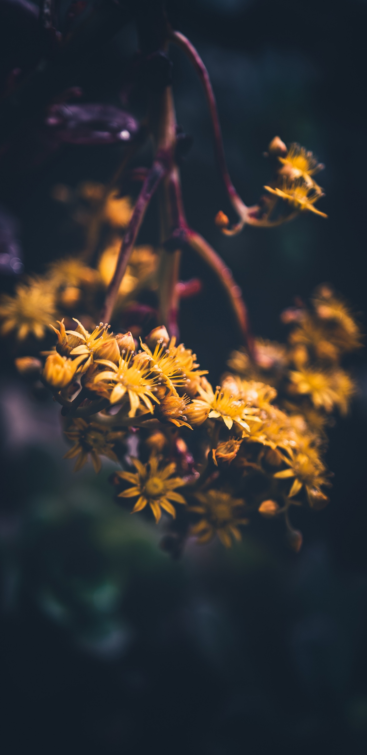 Fleur Jaune Dans L'objectif à Basculement. Wallpaper in 1440x2960 Resolution
