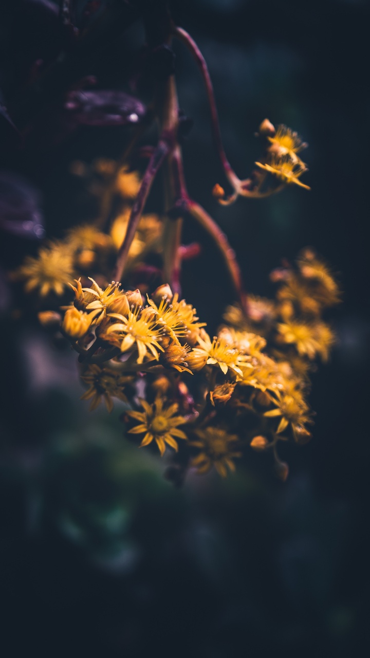 Fleur Jaune Dans L'objectif à Basculement. Wallpaper in 720x1280 Resolution