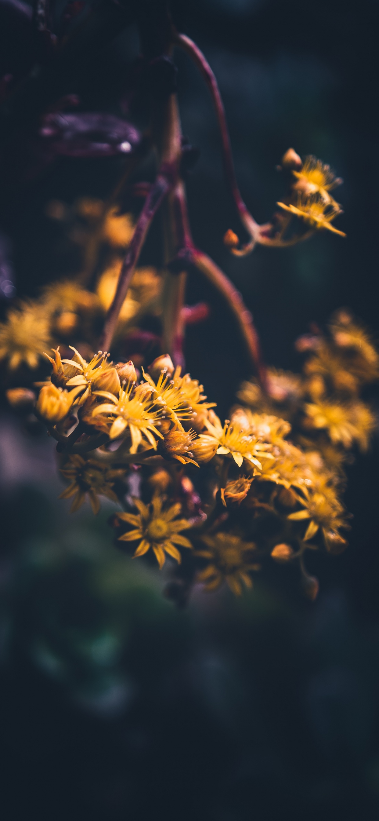 Yellow Flower in Tilt Shift Lens. Wallpaper in 1242x2688 Resolution