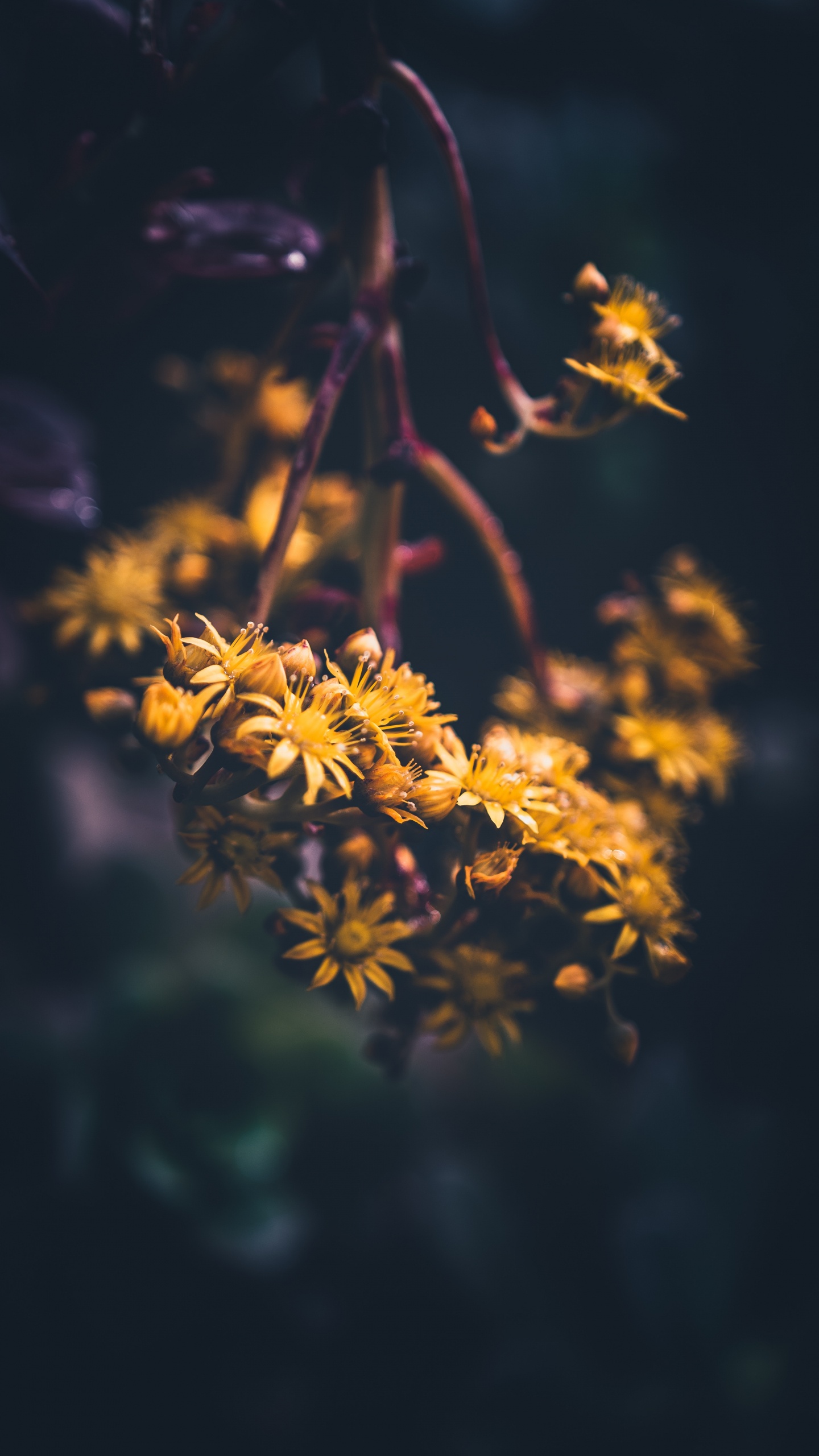 Yellow Flower in Tilt Shift Lens. Wallpaper in 1440x2560 Resolution