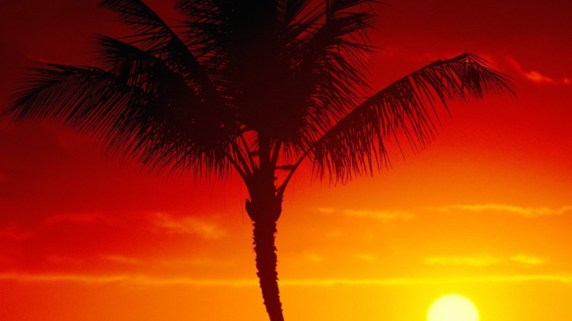 Palmera Durante la Hora Dorada. Wallpaper in 1920x1080 Resolution