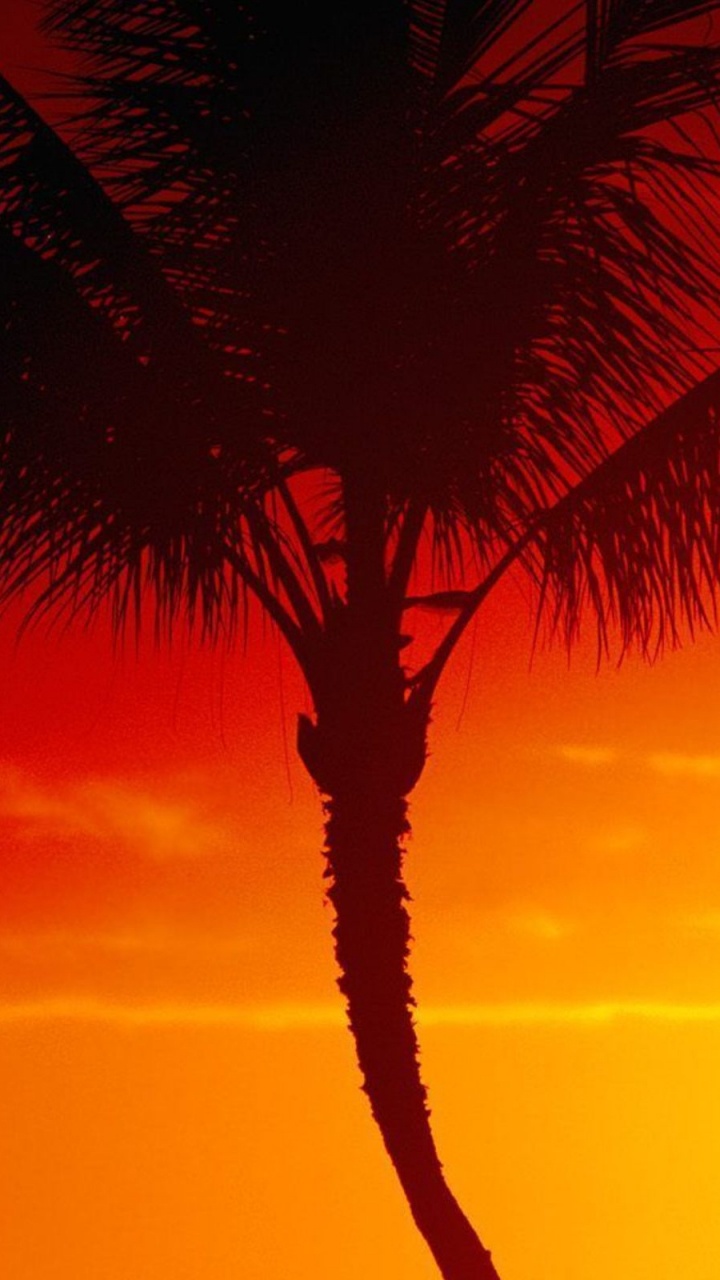 Palme Zur Goldenen Stunde. Wallpaper in 720x1280 Resolution