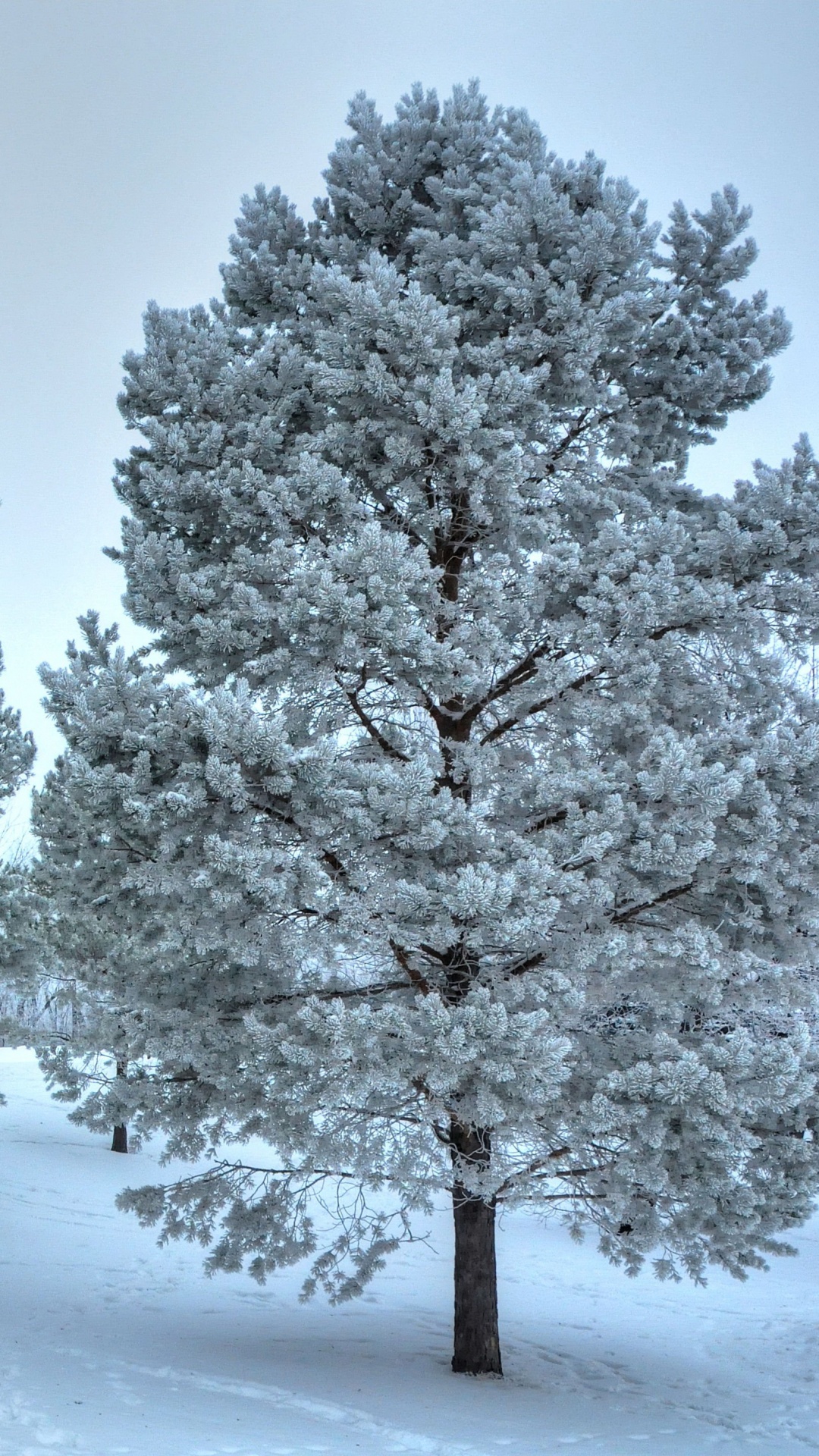 Árboles Cubiertos de Nieve Durante el Día. Wallpaper in 1080x1920 Resolution