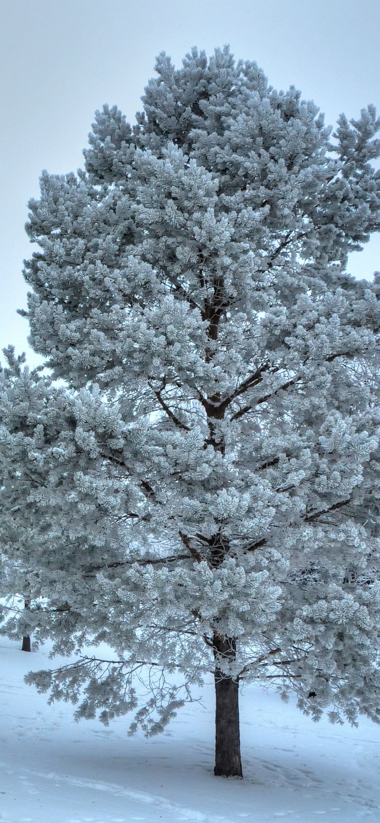 Árboles Cubiertos de Nieve Durante el Día. Wallpaper in 1242x2688 Resolution