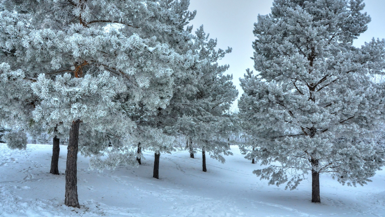 Árboles Cubiertos de Nieve Durante el Día. Wallpaper in 1280x720 Resolution