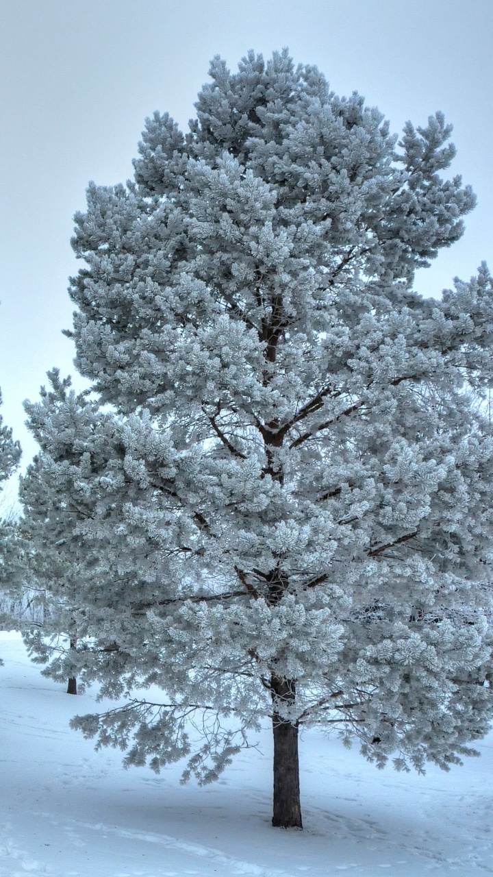 Árboles Cubiertos de Nieve Durante el Día. Wallpaper in 720x1280 Resolution