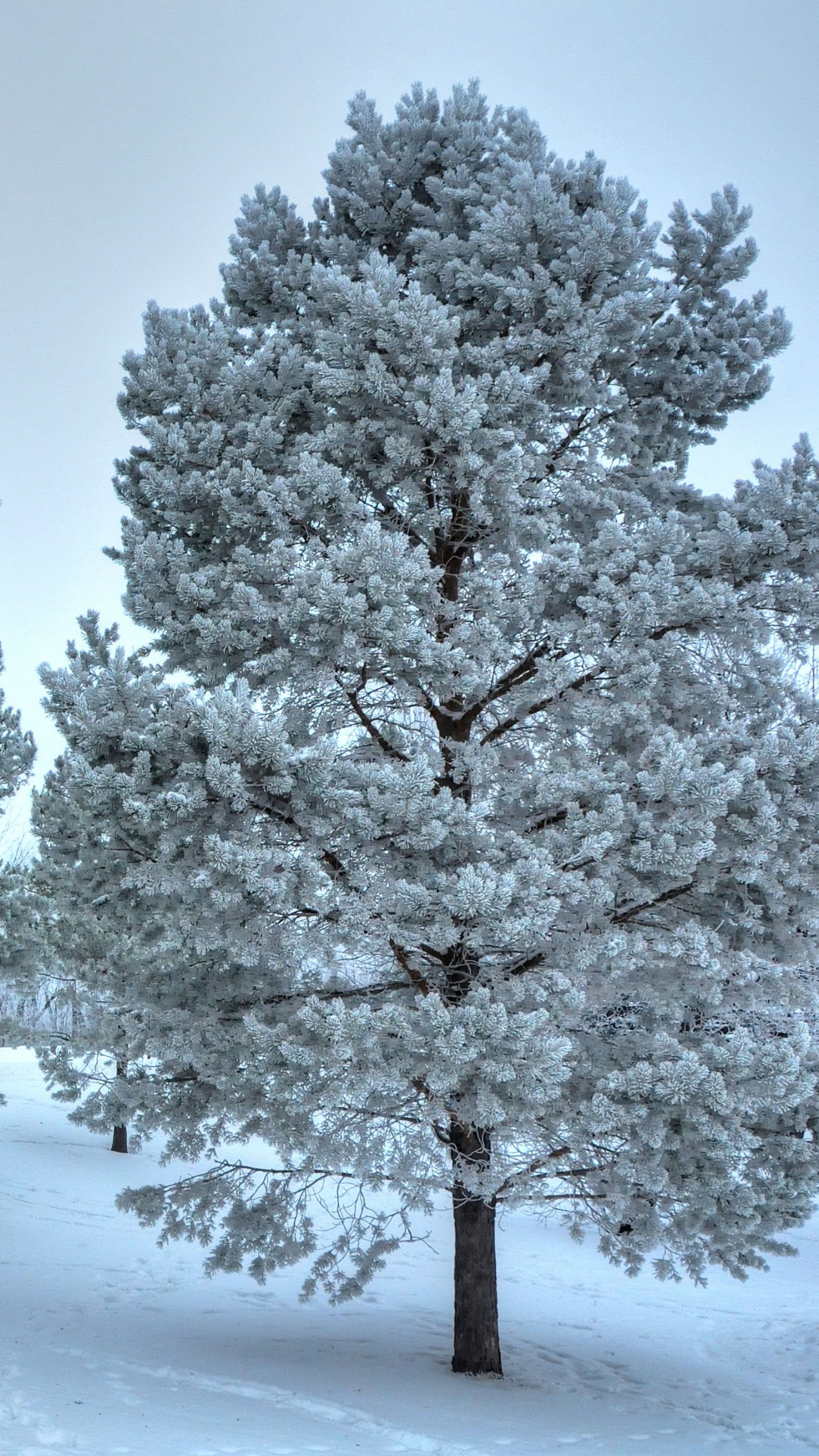 Snow Covered Trees During Daytime. Wallpaper in 1440x2560 Resolution