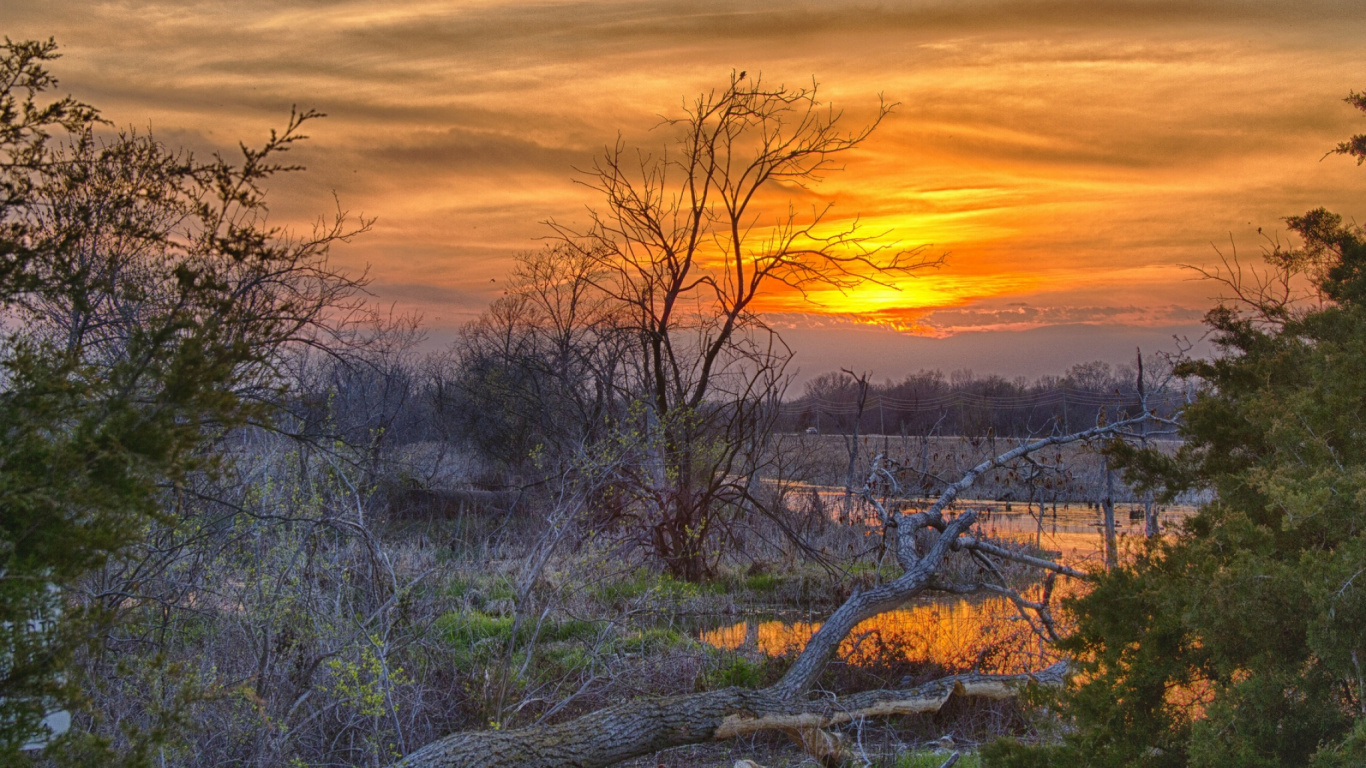 Kahlen Bäume Auf Grüner Wiese Bei Sonnenuntergang. Wallpaper in 1366x768 Resolution
