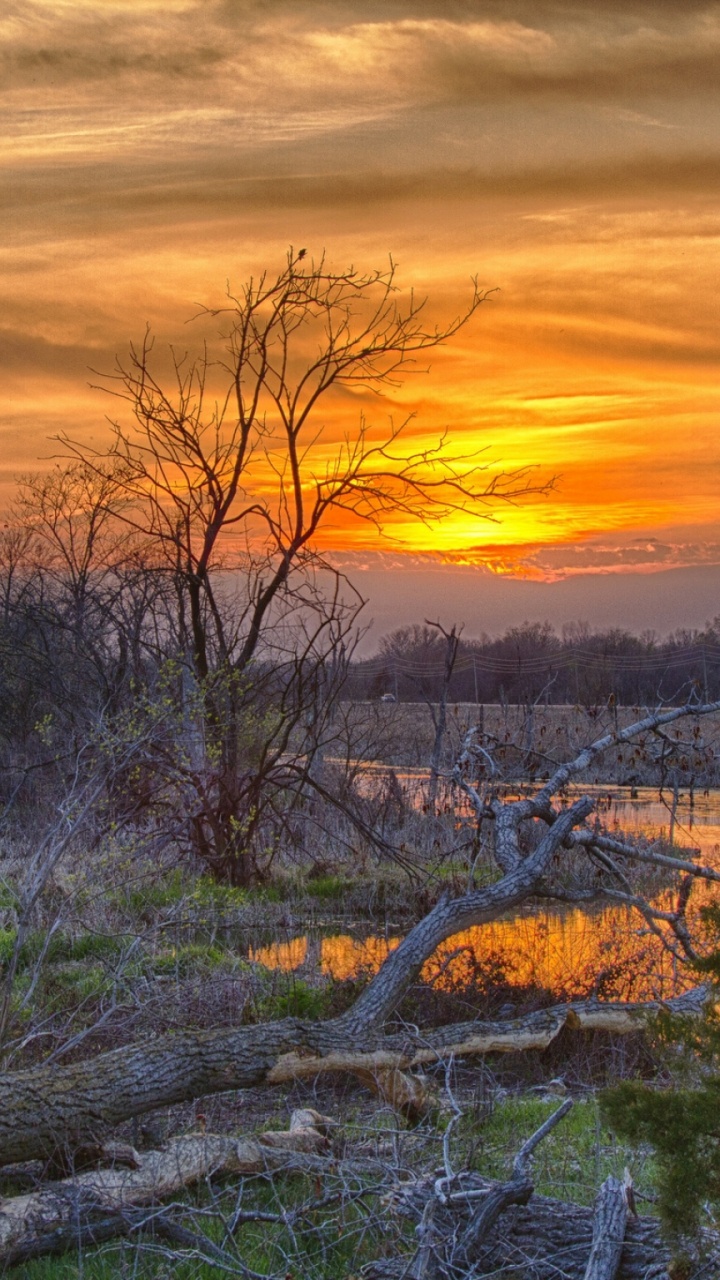 Leafless Trees on Green Grass Field During Sunset. Wallpaper in 720x1280 Resolution