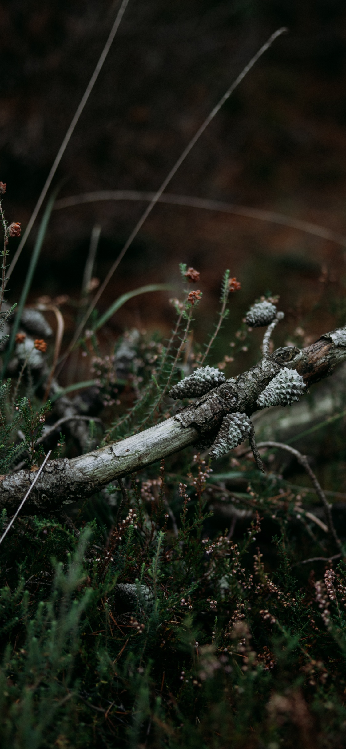 Leaf, Tree, Twig, Branch, Grasses. Wallpaper in 1125x2436 Resolution